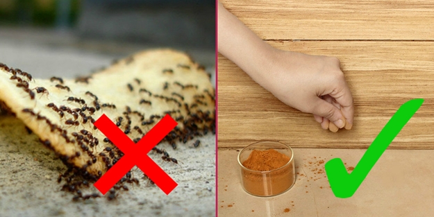 Karıncaları bu doğal yöntemlerle çevrenizden uzaklaştırın