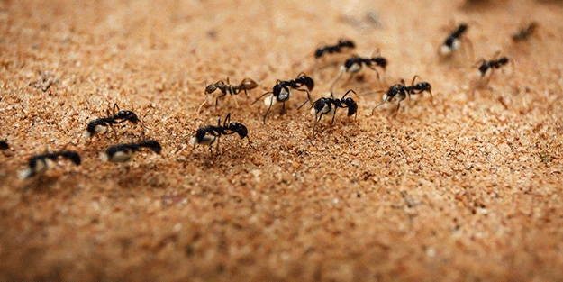 Karıncaları doğal yollarla uzaklaştırmak çok kolay