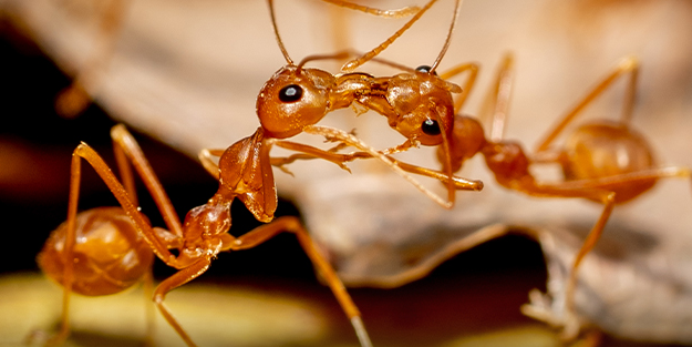 Karıncaların birbirlerini ameliyat edebildikleri keşfedildi!