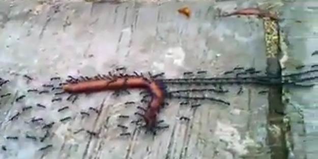 Karıncaların bu yaptığına inanamayacaksınız