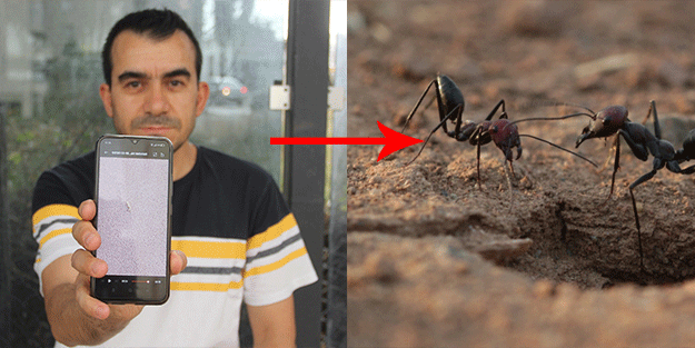 Karıncanın yaptığını gören vatandaş şok oldu! Yok böyle bir olay