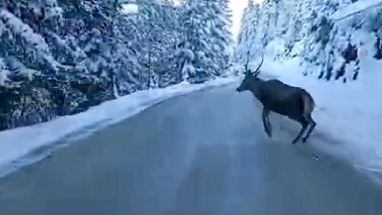 Karla gelen güzellik: Kızıl geyik görüntülendi