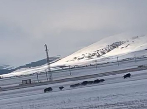 Karla kaplı arazide domuz sürüsü böyle kaçtı