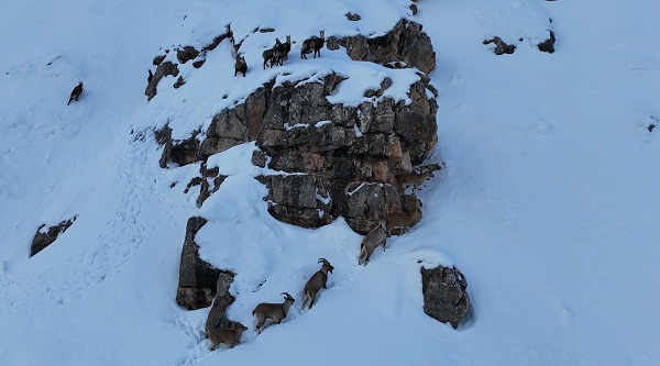 Karla kaplı dağlarda yaban keçileri