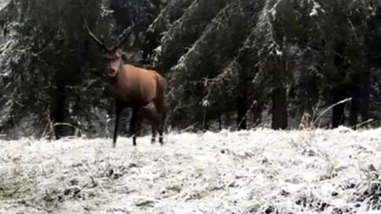 Karlar arasında sürpriz misafir!