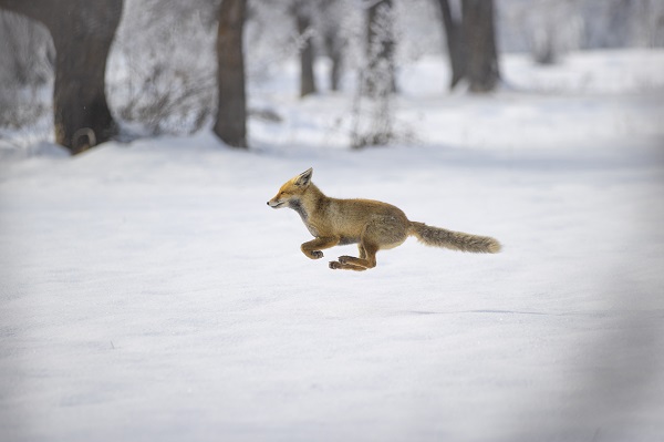 Karlı arazide yiyecek arama telaşı