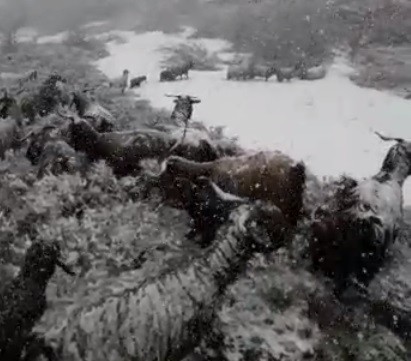 Karlıova’da kar etkili oluyor 