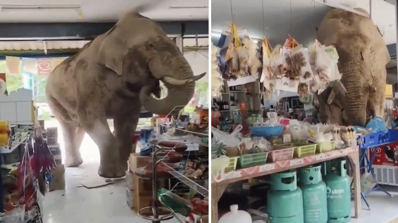 Karnı acıkan fil, bakkalı hortumladı: Ne var ne yok yedi