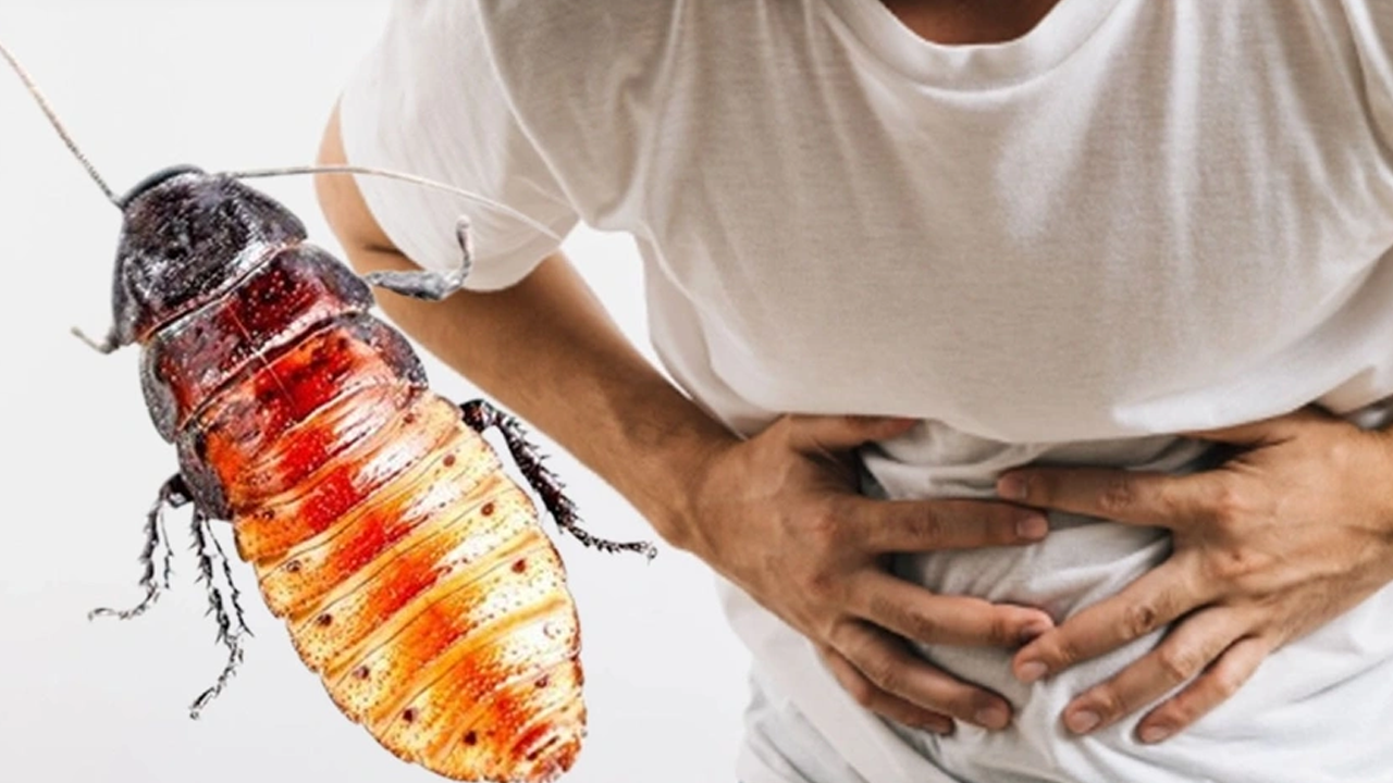 Karnı ağrıyınca hastaneye gitti, bağırsağından canlı hamam böceği çıktı!