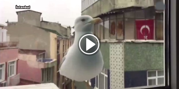 'Karnım acıktı, pencereyi açın'