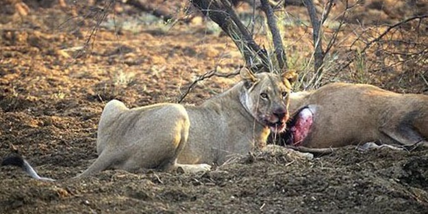 Karnını deşip yavrusunu aldı!