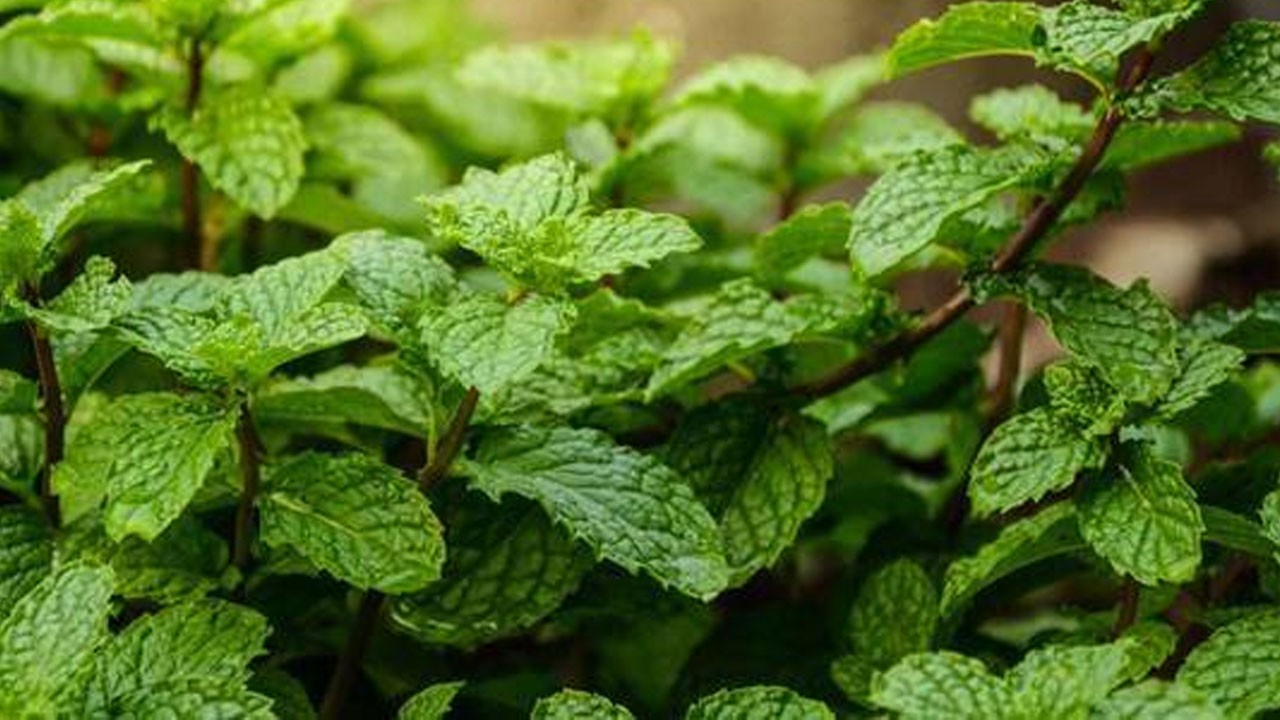 Karnivor Diyeti: Yeni trend! Yapılan bu yolun riski var mı?