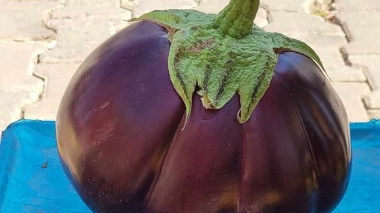 Karpuz görünümlü patlıcan ilgi odağı oldu!