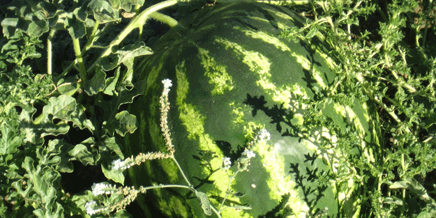 Karpuz iyi para etsin diye...