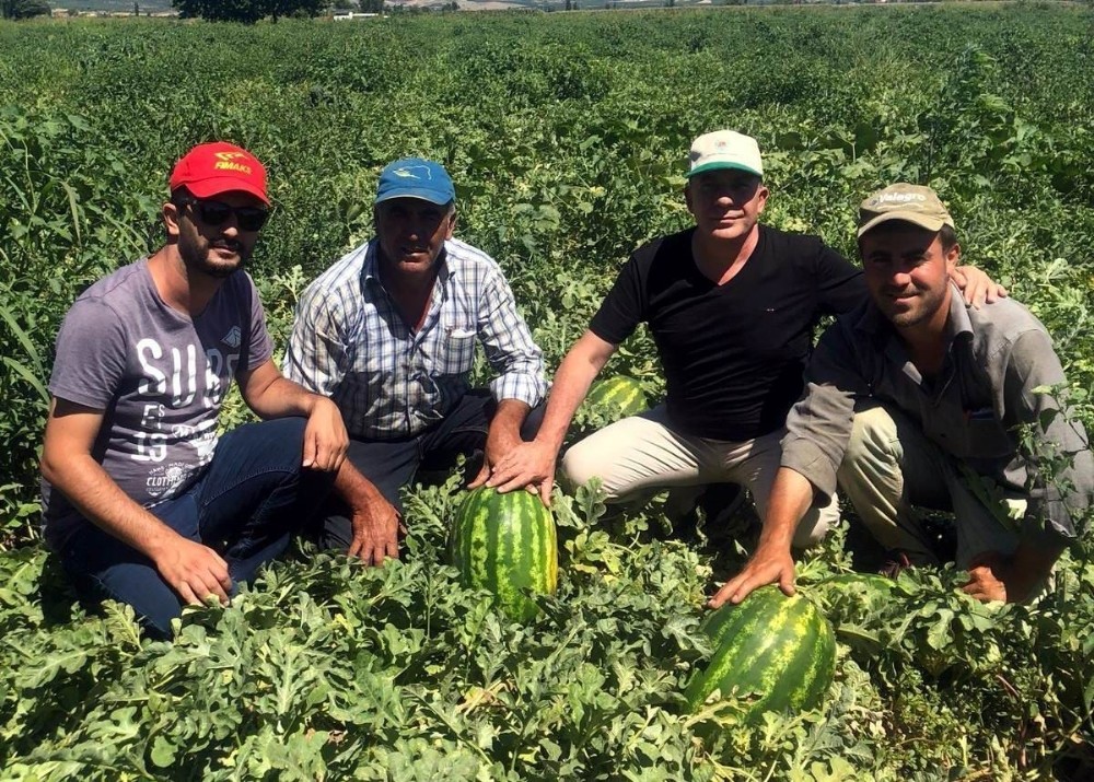 Karpuzun fiyatı tarlada 30 kuruşa düştü 