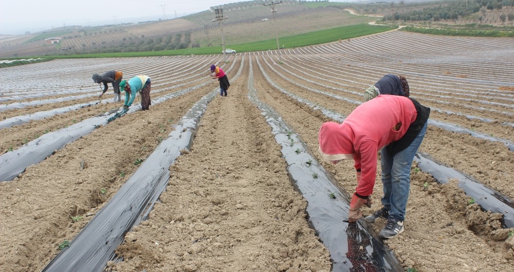 Karpuzun yolculuğu Salihli Ovası’nda başladı 