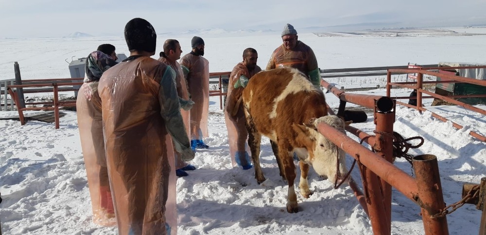 Kars Bölgesi VHO’nun bakanlık onaylı suni tohumlama kursu başladı 