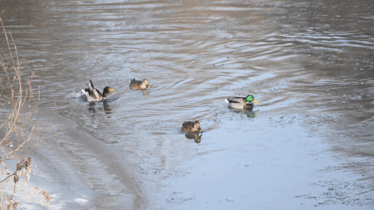 Kars Çayı'nda soğukla mücadele! Buzlar arasında yiyecek arayan yeşilbaş ördekler görüntülendi