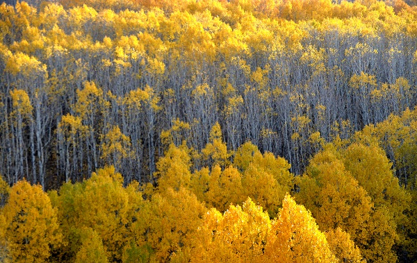 Kars güz renklerine büründü