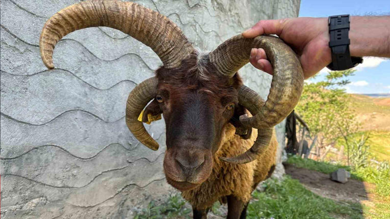 Kars Kağızman’da 4 boynuzlu koç görenleri şaşkına çevirdi