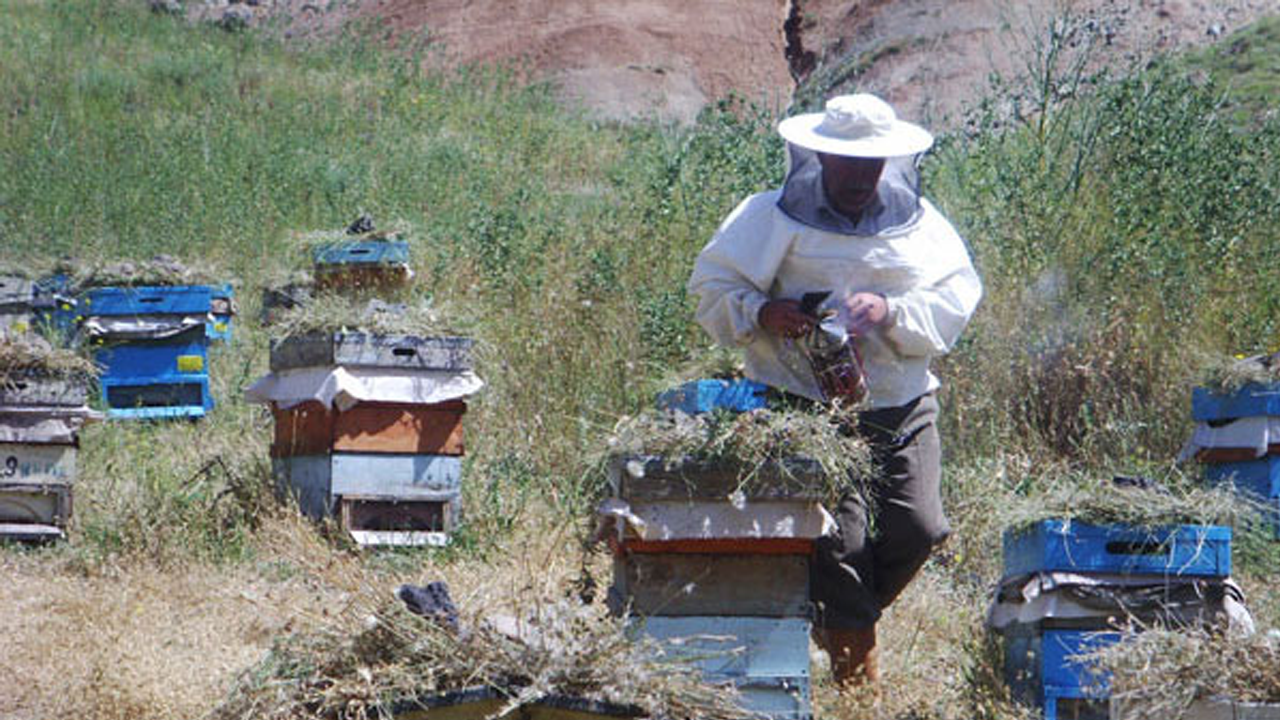 Kars Kağızman'da arıcılık için yeni dönem