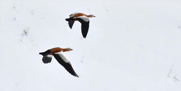 Kars'a göç mevsimi başladı: Kuşlar yuvalarına dönüyor...