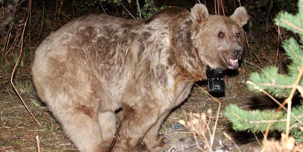 Türkiye'de keşfedildi!
