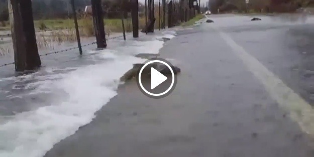 Karşıdan karşıya geçen balıkların müthiş mücadelesi