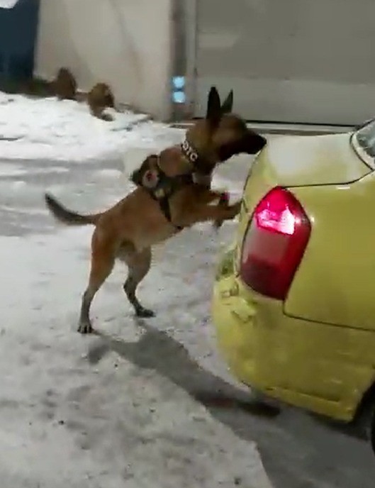 Kars’ta 3 kilo uyuşturucu dedektör köpek Odin’e takıldı 