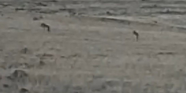 Kars'ta aç kalan kurtlar yol kenarına indi