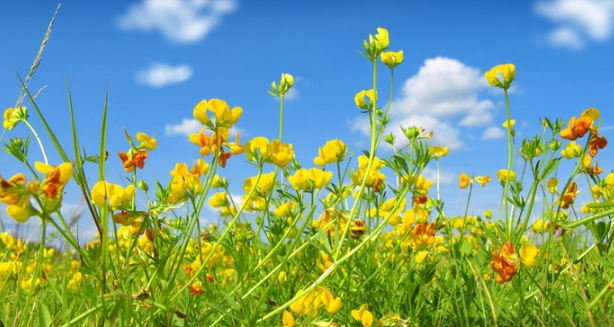 Kars’ta arazilerde açan sarıçiçekler görenleri mest ediyor.