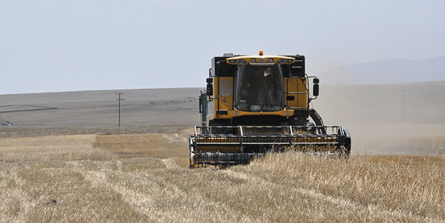Kars'ta arpa hasadı başladı