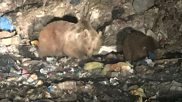 Kars’ta ayıları görmek için canlarını tehlikeye atıyorlar
