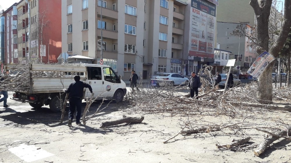 Kars’ta belediye ağaçları buduyor 