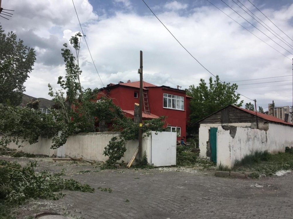 Kars’ta belediye polenli ağaçları kesiyor 