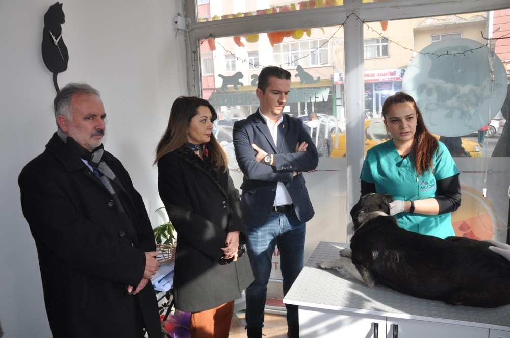 Kars’ta belediye sokak hayvanları kısırlaştırıyor 