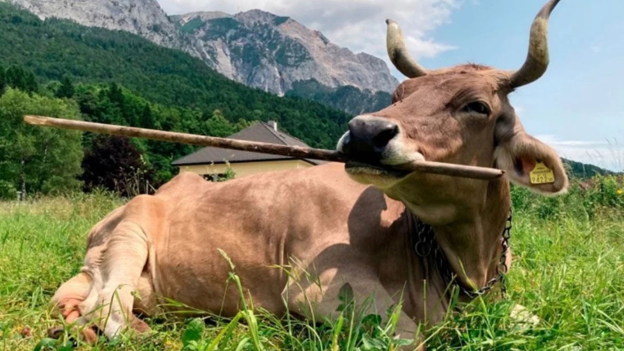 Kars’ta bir inek, boynuzunu sahibinin gözüne sapladı