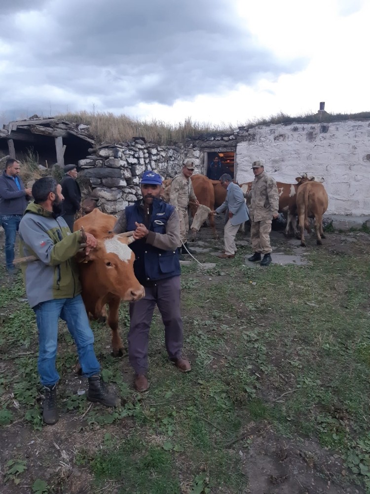 Kars’ta çalınan hayvanlar Ardahan’da bulundu 