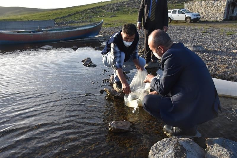 Kars’ta göllere 85 bin yavru sazan balığı bırakıldı 