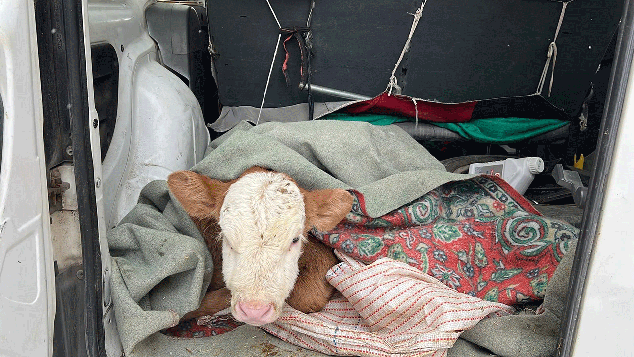 Kars’ta hasta buzağısını apar topar aracıyla veterinere getirdi