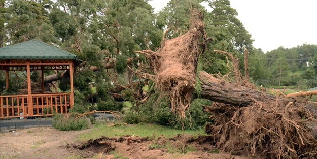 Kars'ta hortum: Ağaçları kökünden söktü!