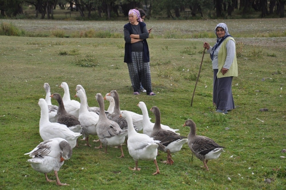 Kars’ta kazlar besiye alındı 