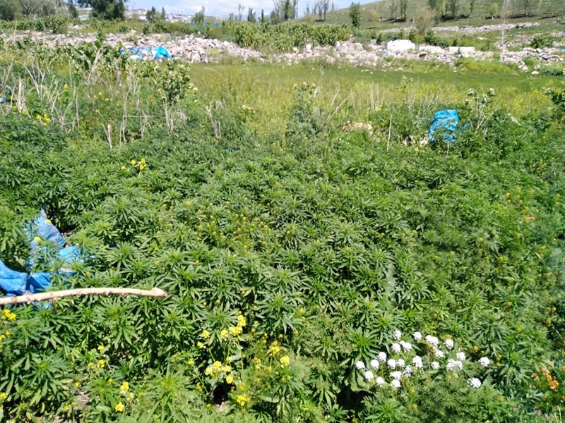 Kars’ta kenevir ele geçirildi 