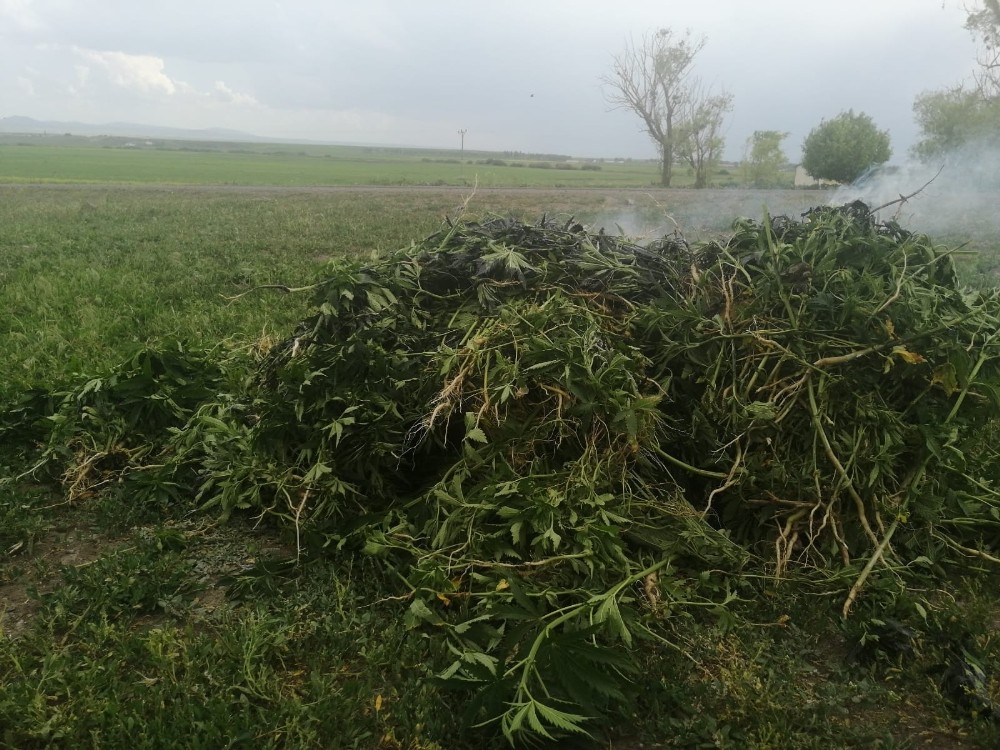 Kars’ta kenevir ele geçirildi 