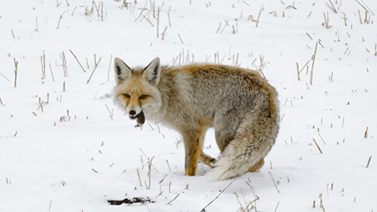 Kars'ta kızıl tilkilerin fare avladı