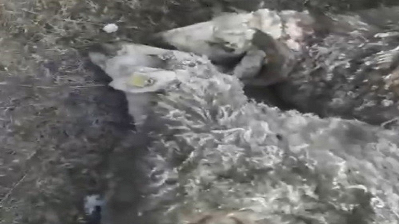 Kars'ta kurt dehşeti yaşandı