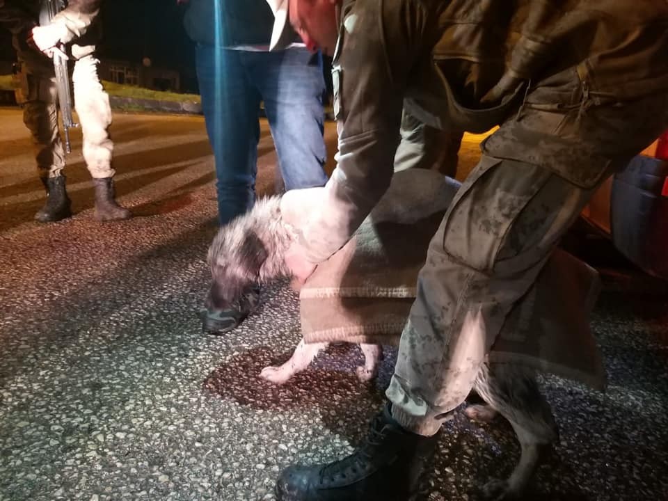 Kars’ta mahsur kalan köpekler kurtarıldı 