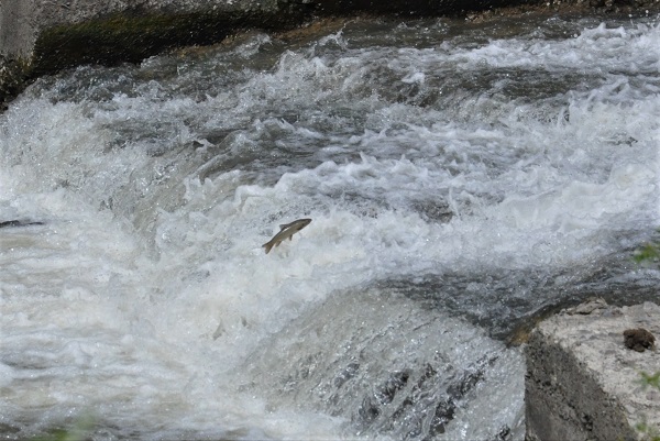 Kars'ta ölüm göçü sürüyor