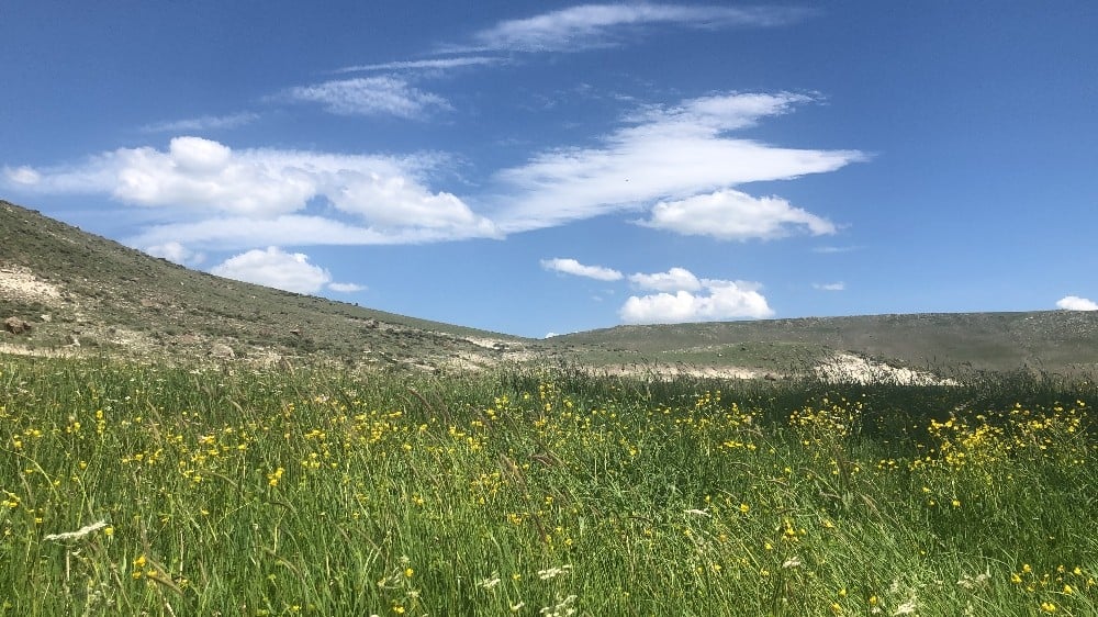 Kars’ta sarı çiçek açtı 