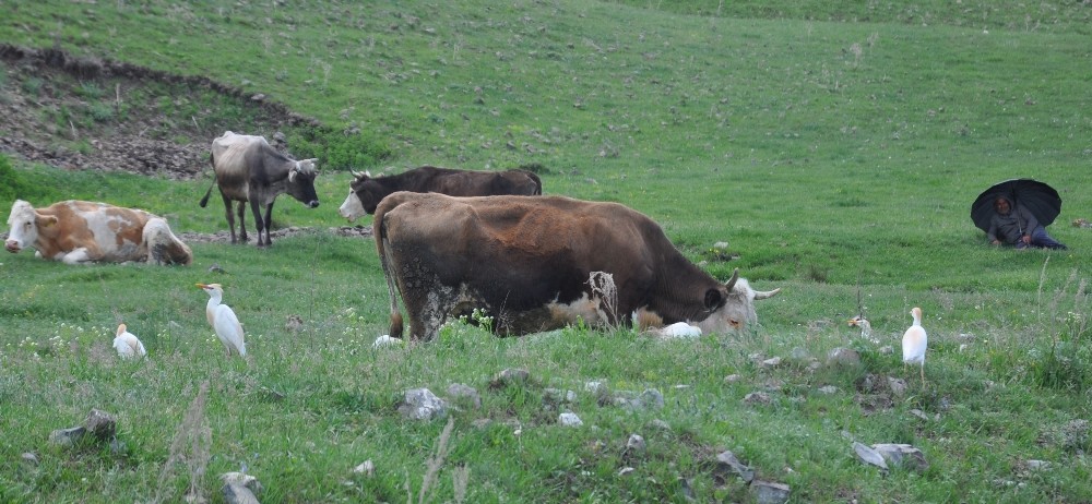 Kars’ta sığır balıkçılı görüldü 